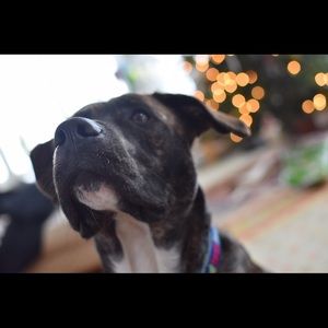 Meet your Posher, Carson